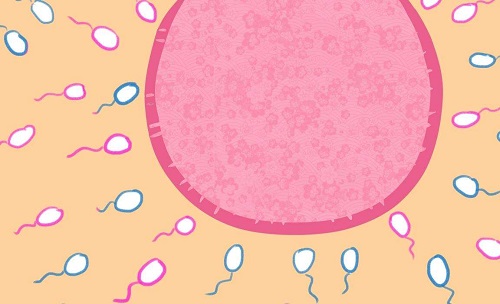 试管婴儿多少钱能助孕成功