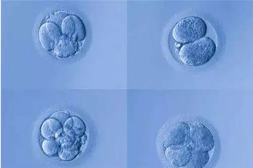 试管婴儿成活率有多大？冻胚移植成活率高吗？