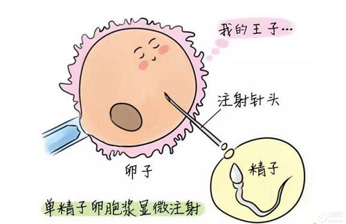试管婴儿对女性的伤害究竟有多大？